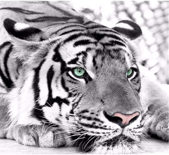 Black and White Tiger Wallpaper