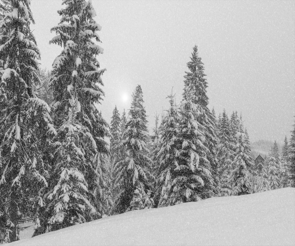 Black and white fir tree wallpaper