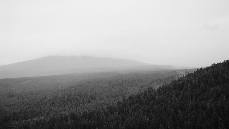 Sfondo della foresta in bianco e nero