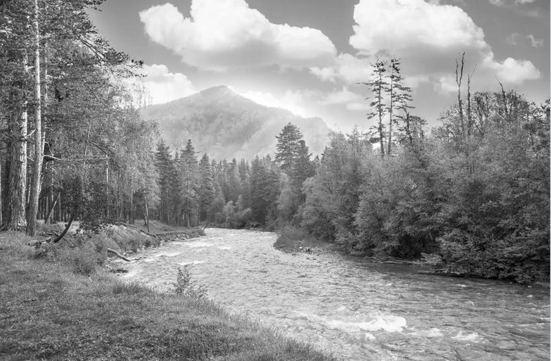 Sfondo panoramico della foresta in bianco e nero