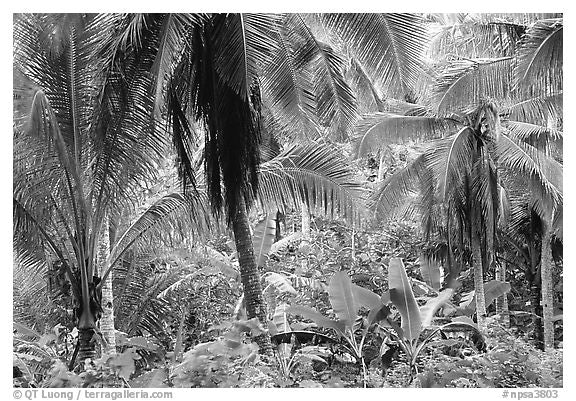 Panoramic Black And White Jungle Wallpaper