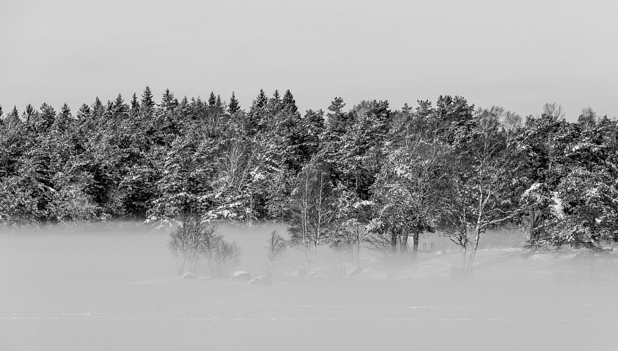 Forest black and white panoramic wallpaper