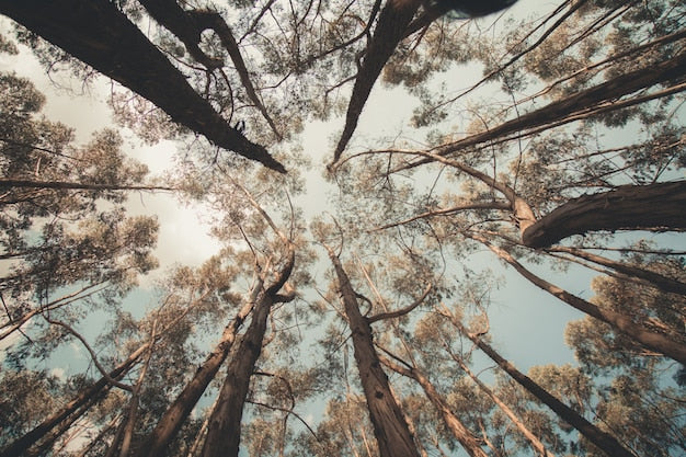 Papier Peint Arbre Foret