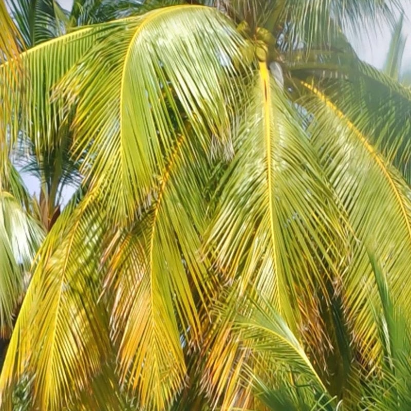 Papier Peint Plage Paradisiaque